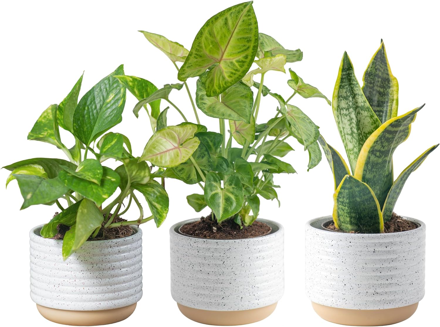 Indoor plants improve air quality of the home